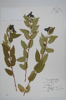 阿里山忍冬、漸尖葉忍冬藏品圖，第1張