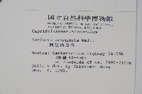 阿里山忍冬、漸尖葉忍冬藏品圖，第2張