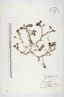 紅子佛甲草藏品圖，第1張