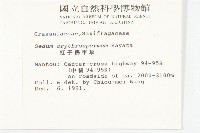 紅子佛甲草藏品圖，第2張