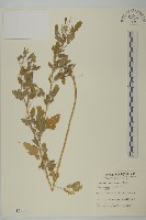 小葉藜藏品圖，第1張