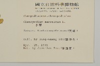 小葉藜藏品圖，第2張