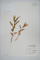 青葙藏品圖，第1張