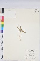 臺灣大戟藏品圖，第1張