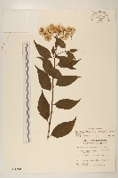 小舌菊、蔓綿菜藏品圖，第1張