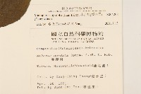 小舌菊、蔓綿菜藏品圖，第2張