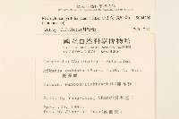 小舌菊、蔓綿菜藏品圖，第2張