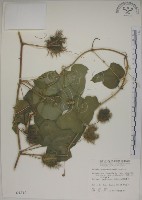 毛西番蓮藏品圖，第1張