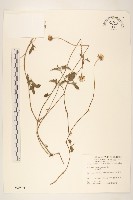 長柄菊藏品圖，第1張