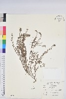 千根草藏品圖，第1張