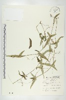 變葉馬交兒藏品圖，第1張