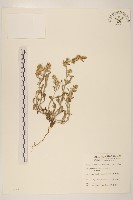 鼠麴舅藏品圖，第1張