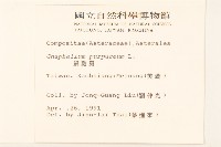 鼠麴舅藏品圖，第2張