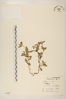 鼠麴舅藏品圖，第1張