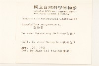 鼠麴舅藏品圖，第2張