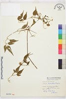 小木通藏品圖，第1張