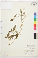 小木通藏品圖，第1張