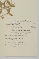 球序卷耳藏品圖，第2張