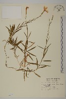 長萼瞿麥藏品圖，第1張