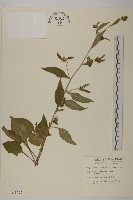 黃金珠藏品圖，第1張