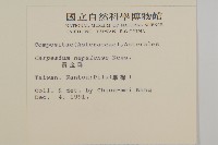 黃金珠藏品圖，第2張