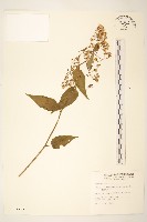 蔓黃菀藏品圖，第1張