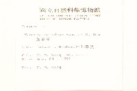 蔓黃菀藏品圖，第2張