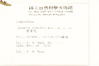 蔓黃菀藏品圖，第2張