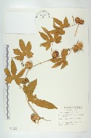 雙輪瓜藏品圖，第1張