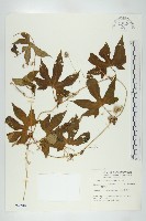 雙輪瓜藏品圖，第1張