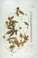 雙輪瓜藏品圖，第1張