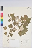 臺灣白匏子藏品圖，第1張