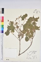 臺灣白匏子藏品圖，第1張