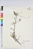 葉底珠、市蔥密花葉底珠藏品圖，第1張