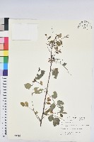 葉底珠、市蔥密花葉底珠藏品圖，第1張