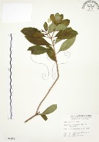 毛玉葉金花藏品圖，第1張