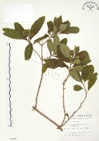 毛玉葉金花藏品圖，第1張