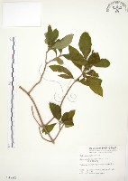 毛玉葉金花藏品圖，第1張