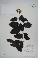 冷飯藤藏品圖，第1張