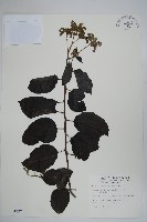 冷飯藤藏品圖，第1張