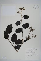 冷飯藤藏品圖，第1張