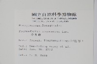 冷飯藤藏品圖，第2張