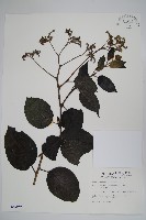 冷飯藤藏品圖，第1張