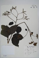 冷飯藤藏品圖，第1張