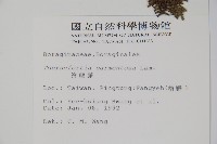 冷飯藤藏品圖，第2張