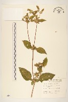 金腰箭藏品圖，第1張