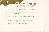 金腰箭藏品圖，第2張