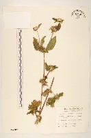 金腰箭藏品圖，第1張