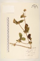 金腰箭藏品圖，第1張