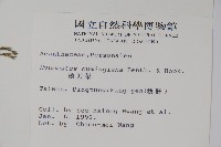 槍刀菜藏品圖，第2張